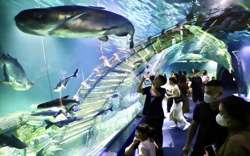 Lotte World Aquarium Hanoi has Southeast Asia's largest curved acrylic tank (18x5.8m).